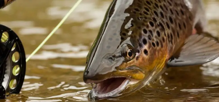 Trout-Best freshwater fish to eat