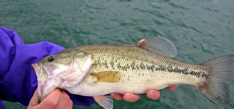 Bass, Best freshwater fish to eat