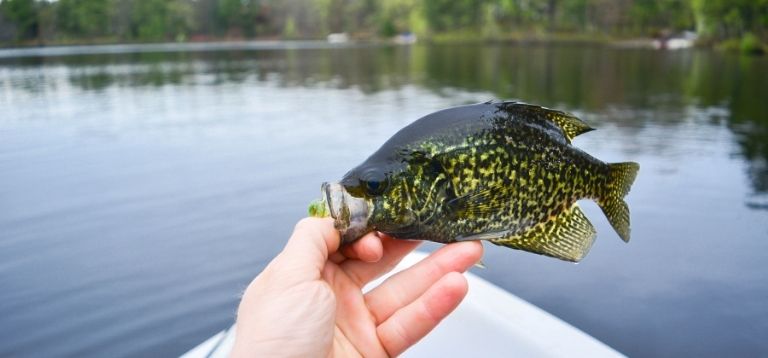 Crappie, best freshwater fish to eat