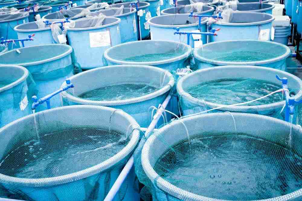 vertical-fish-farming-a-new-era-in-indoor-aquaculture-fish-article