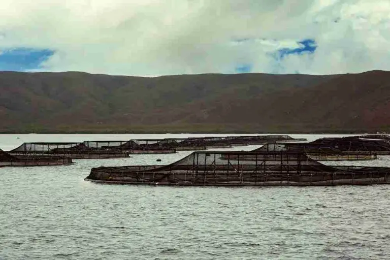 Vertical Ocean Farming
