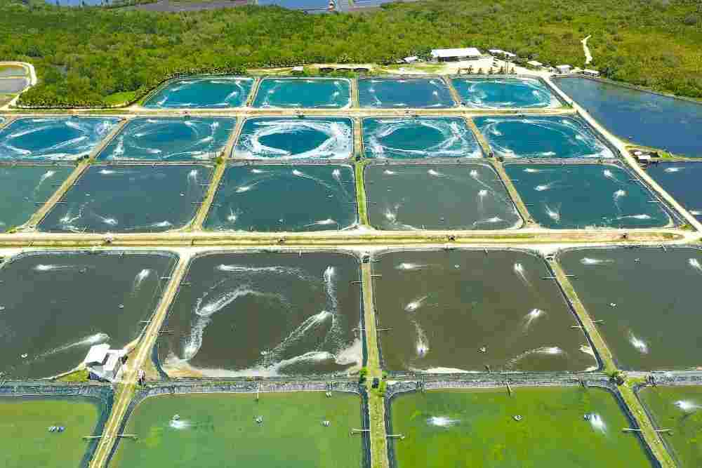 Shrimp farming