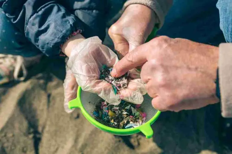 Are Microplastics in Fish Harmful to Humans