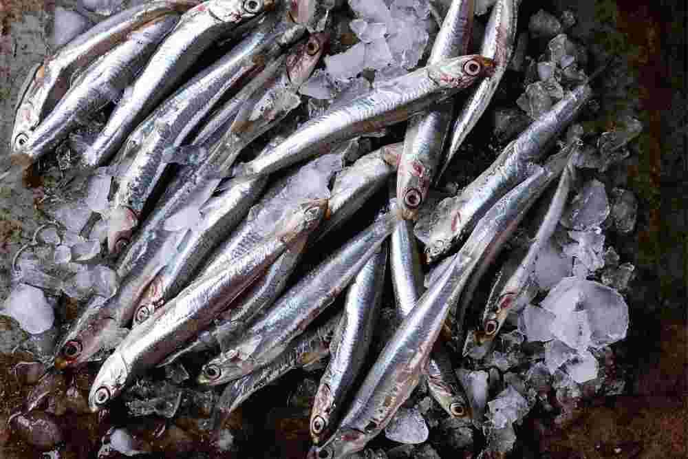 Anchovies fish for keto diet