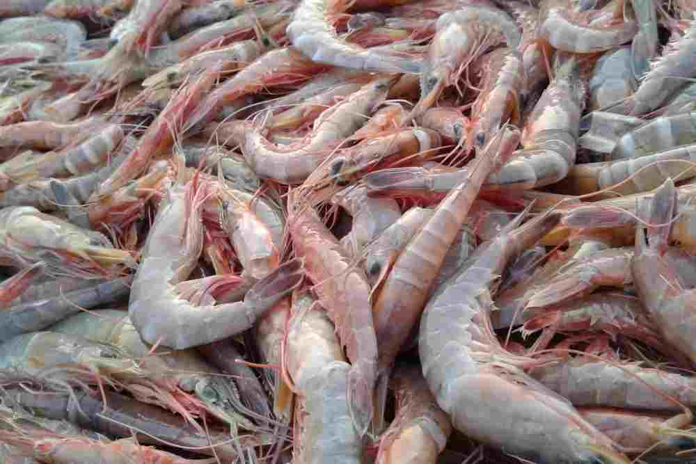 Benefits of shrimp farming