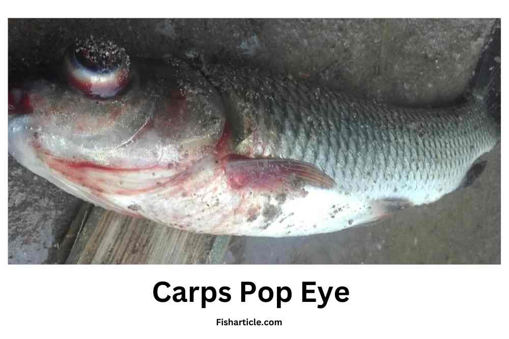 Carps pop eye