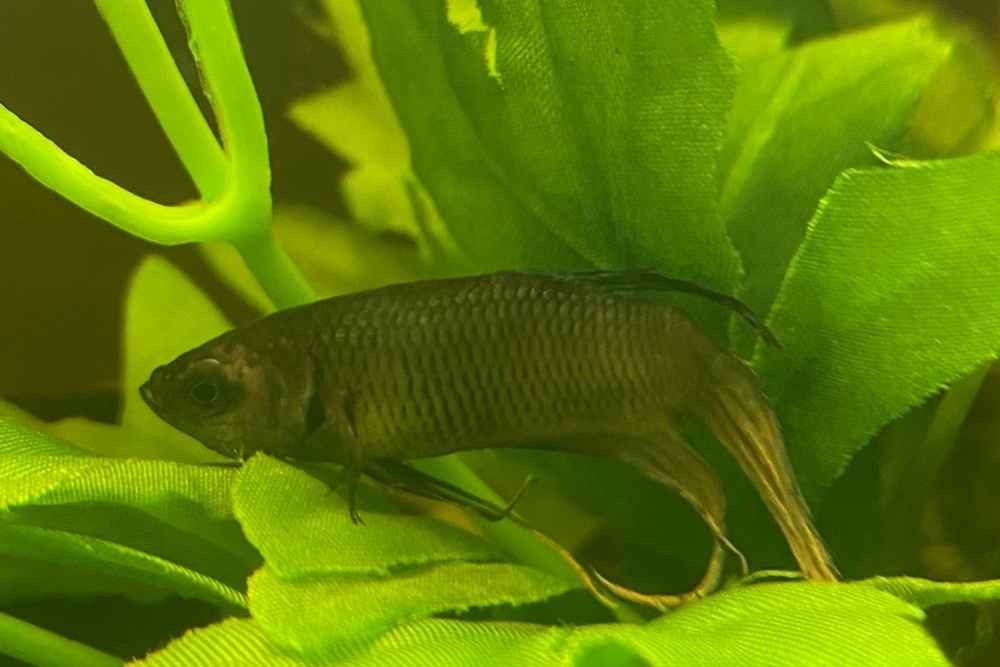 Fish Columnaris