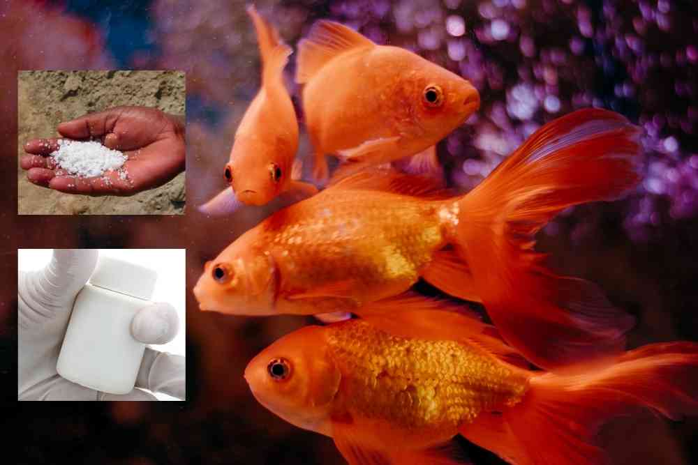 Fish Medications