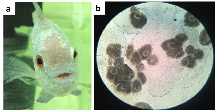 Fish white spot disease