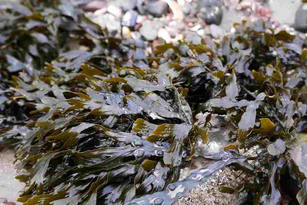 Microplastics in Seaweed in Sea