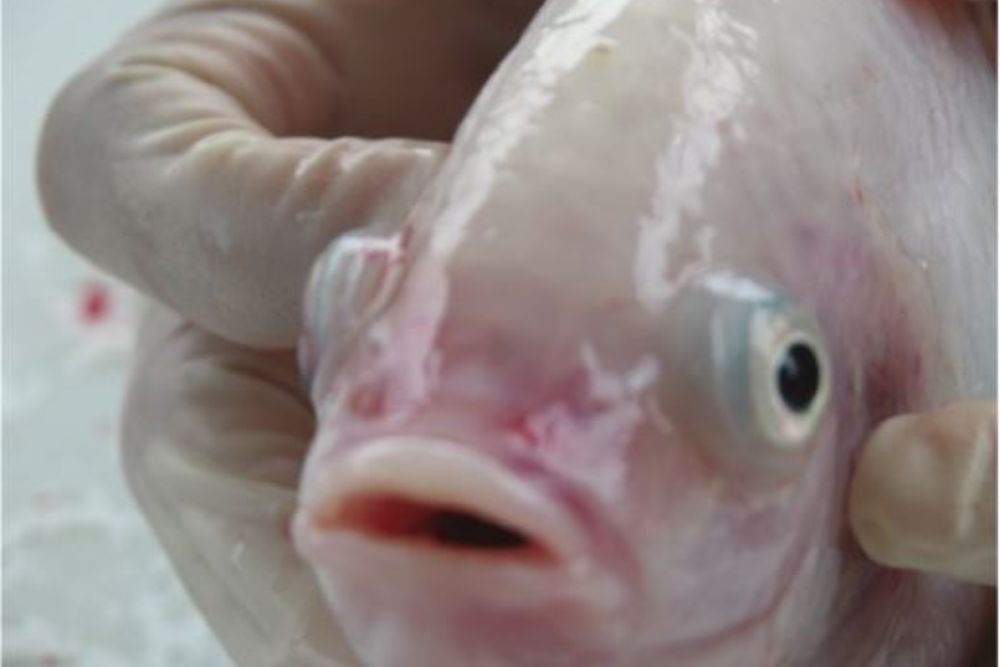 Popeye Fish Disease