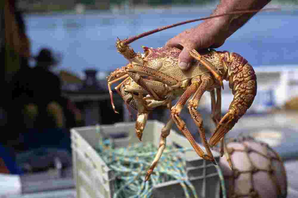Seafood lobster as keto diet