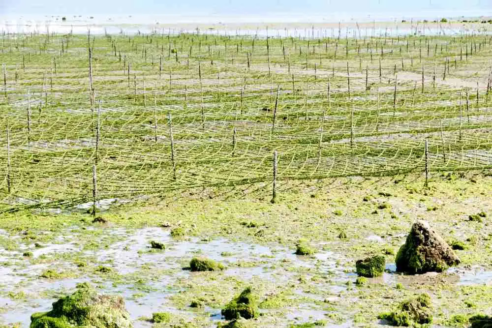 Seaweed Farming Climate Change