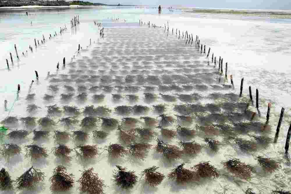 Seaweed farming technology