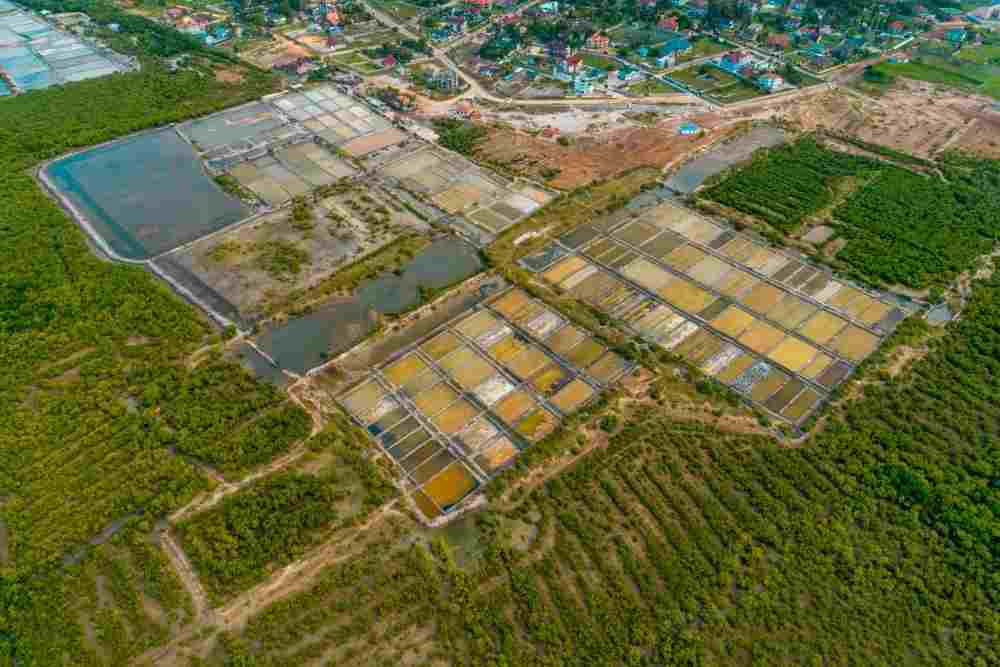 Shrimp farming distrub mangrove habitat