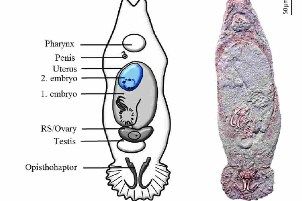 Anatomy of Gyrodactylus salaris