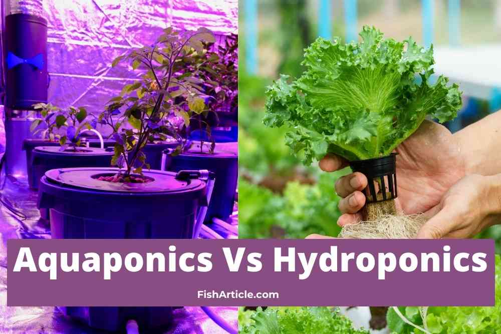 Aquaponics Vs Hydroponics