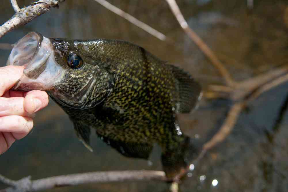 Are Crappie Bottom Feeder