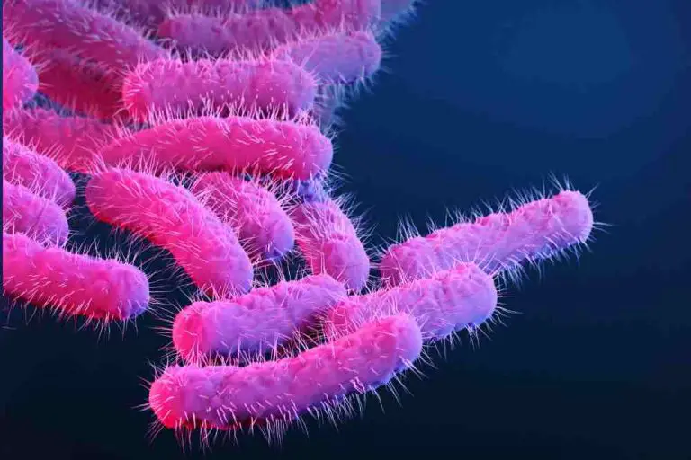 Bacteria in aquaponics system