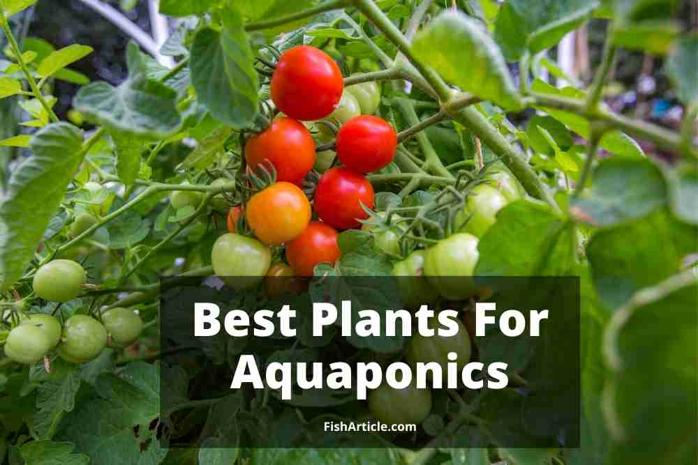 Best Plants For Aquaponics