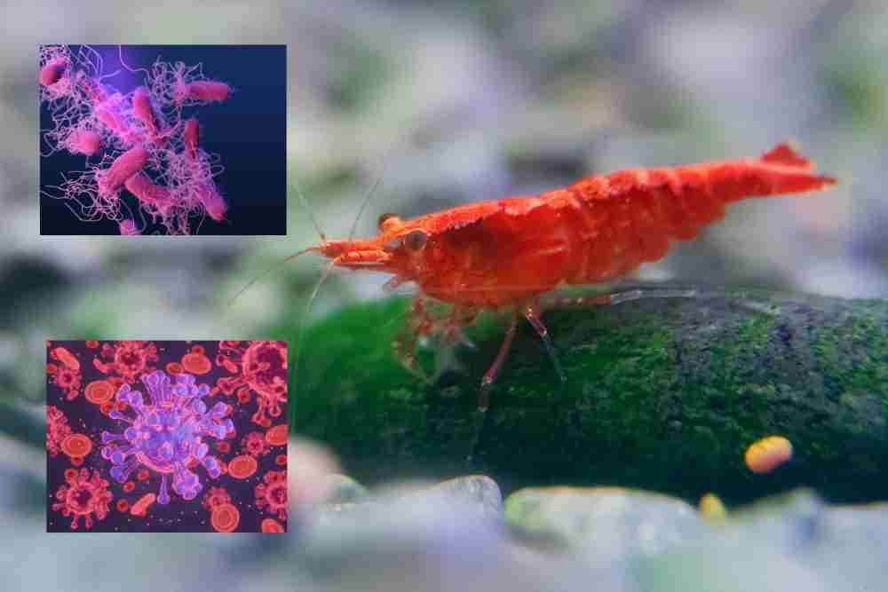 Cherry Shrimp Diseases