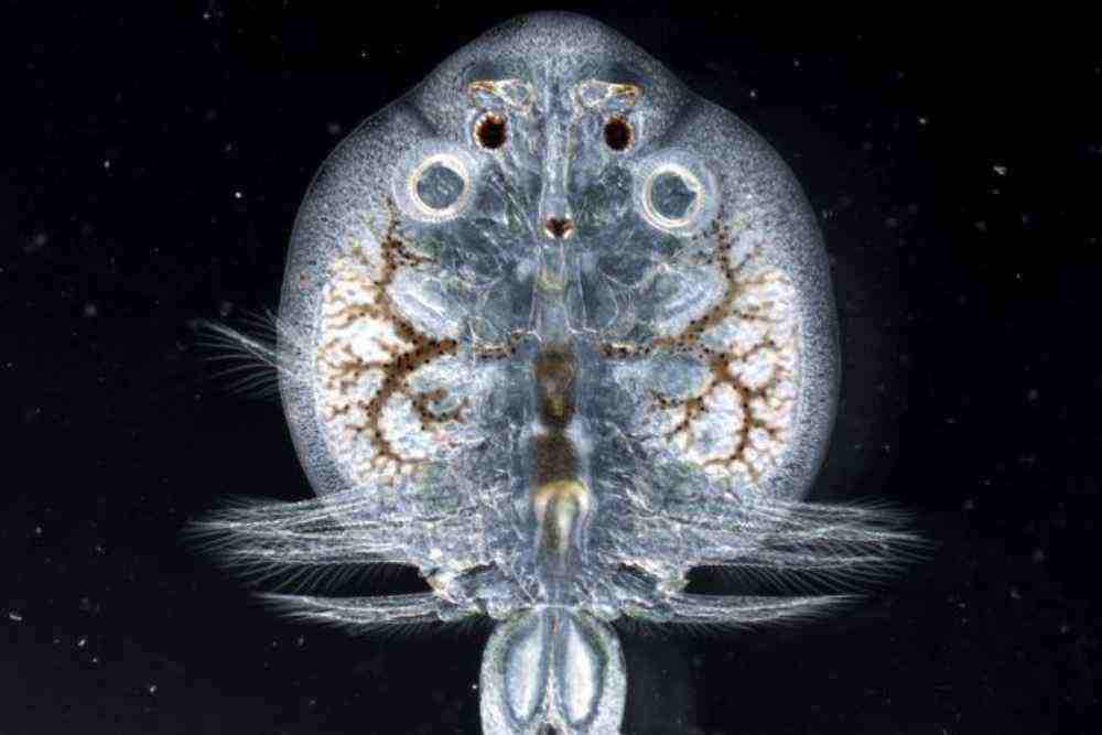 Fish Lice Argulus