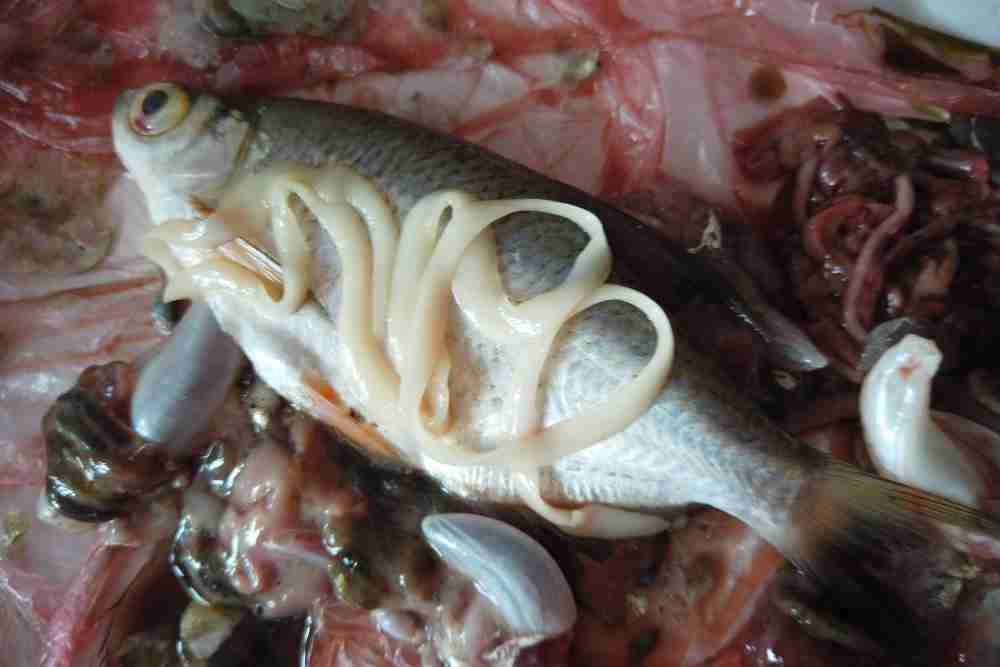 Fish Tapeworm