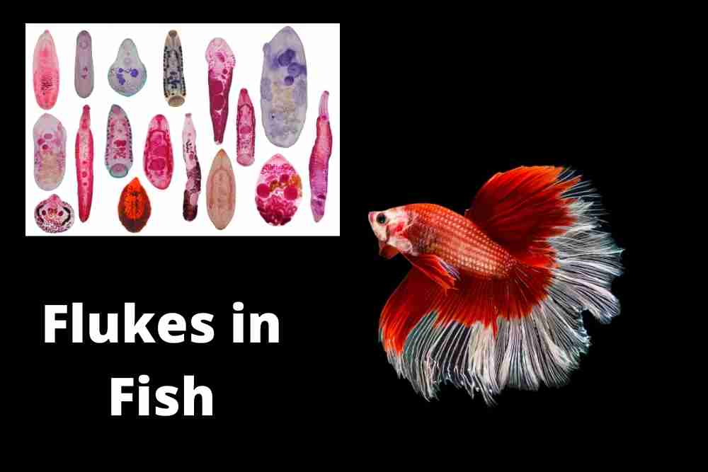 Flukes In Fish (Causes, Symptoms & Treatment) - Fish Article