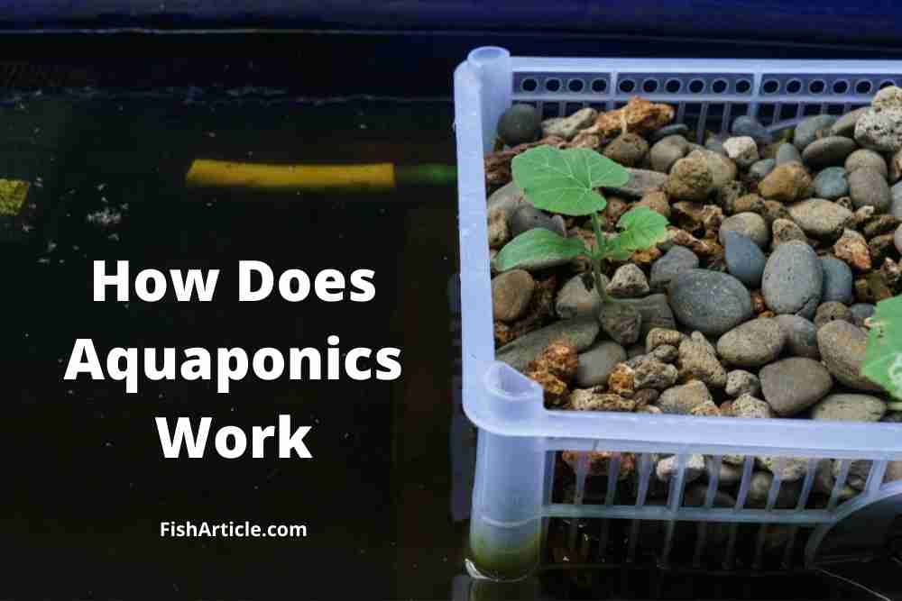How Does Aquaponics Work