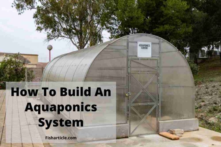 How-To-Build-An-Aquaponics-System