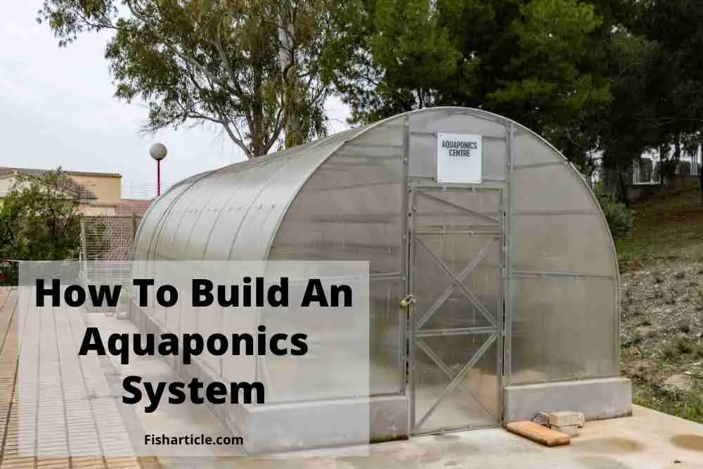 How To Build An Aquaponics System