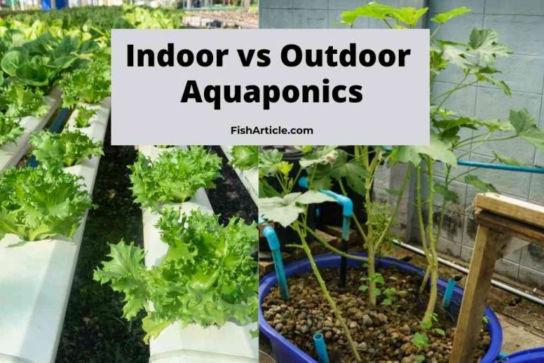 Indoor vs Outdoor Aquaponics