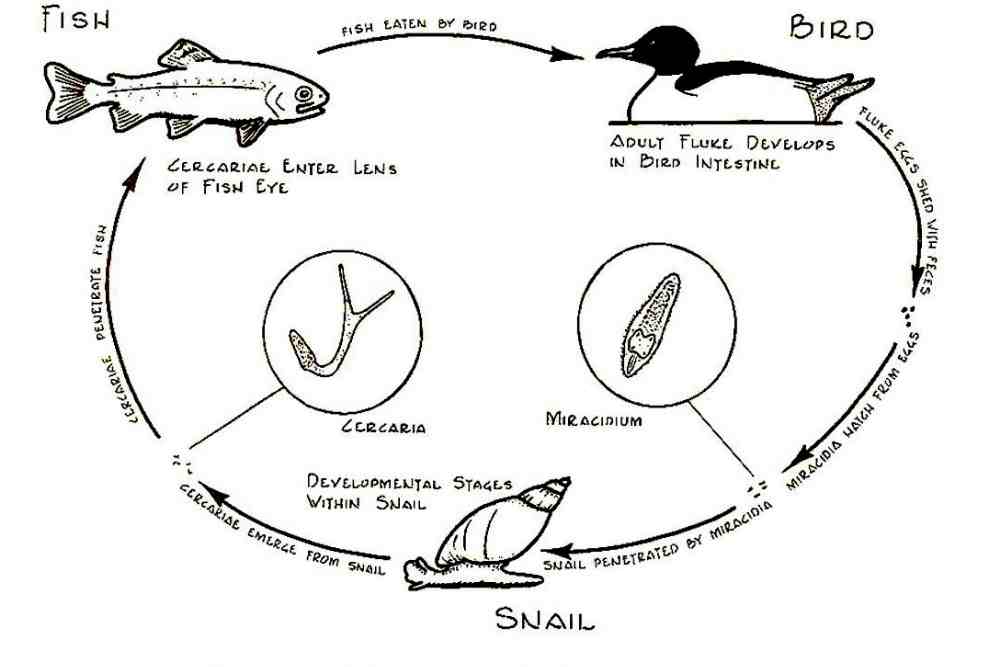 Life Cycle of Fish Eye Fluke