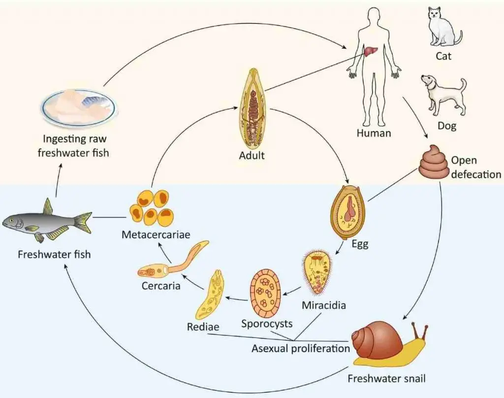 Life Cycle of Fish Liver Fluke