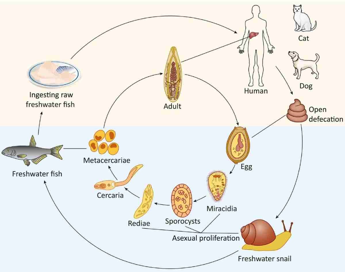 Diagram Of Liver Fluke Life Cycle Of The Liver Flukes Download