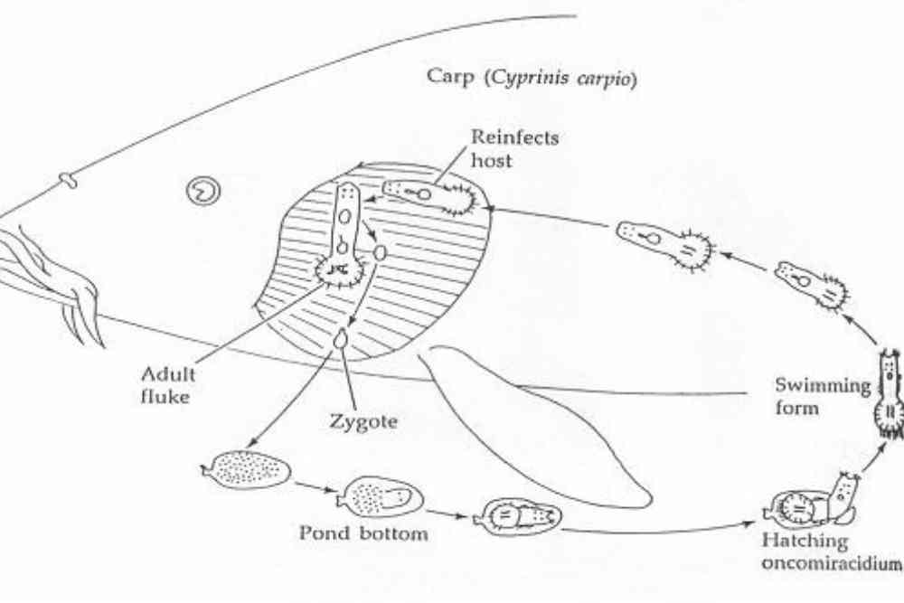 Life Cycle of Gill Flukes