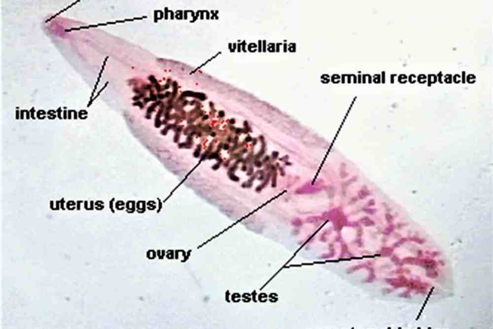 Flukes In Fish (Causes, Symptoms & Treatment) - Fish Article