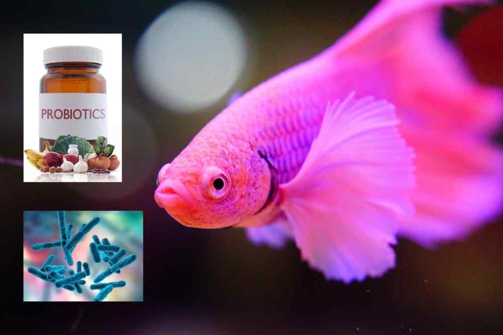 Probiotics for Fish
