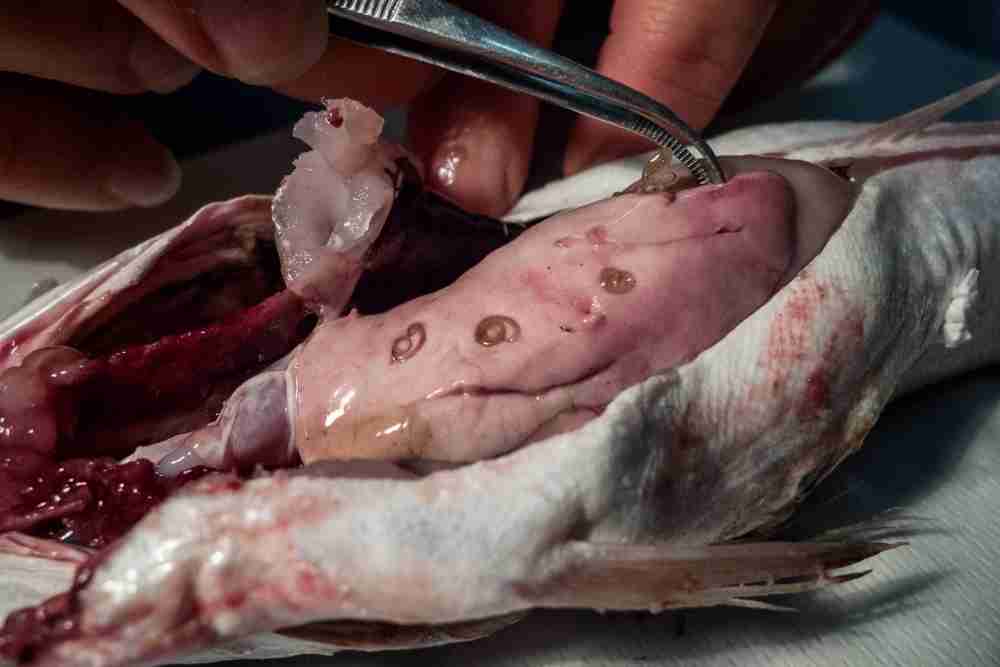 Roundworms in Fish