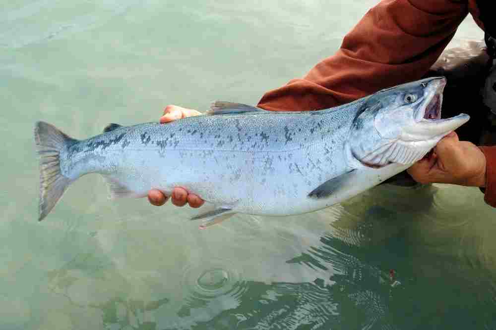 Salmon A Easiest Fish To Fillet