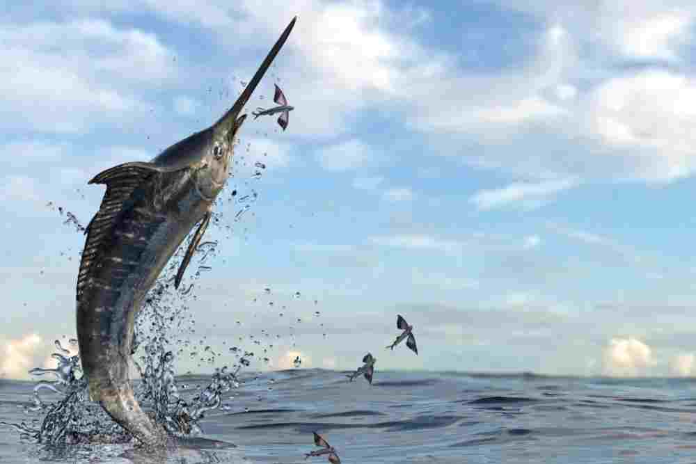 Swordfish Hardest Fish to FIllet
