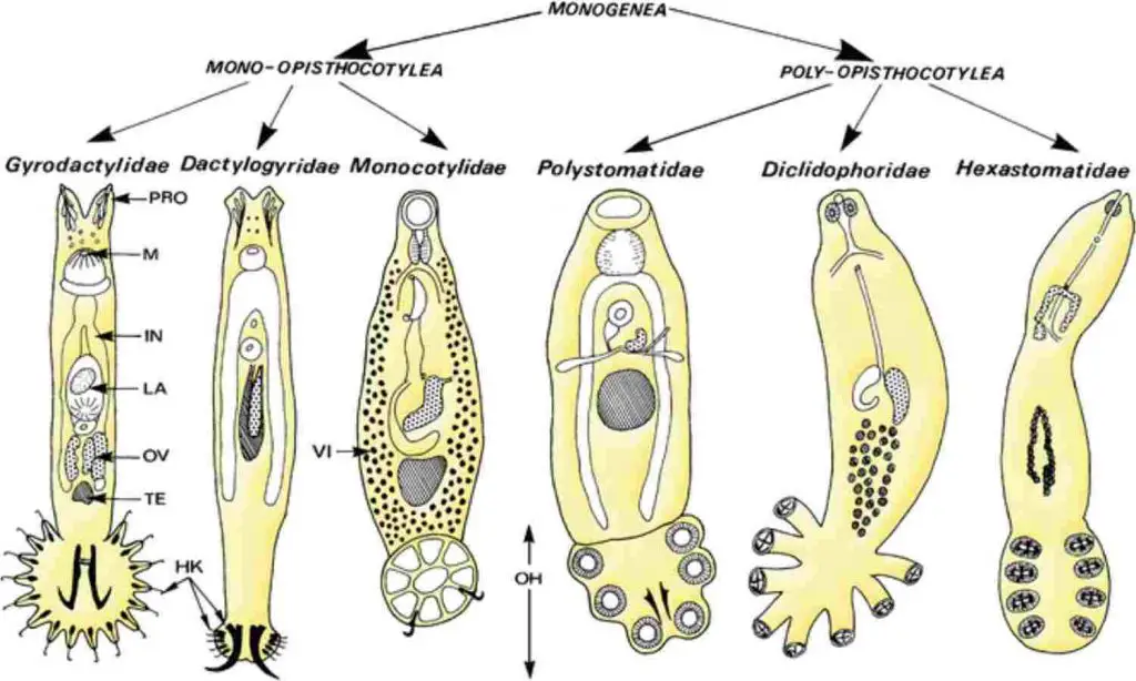 Types of Monogenean Parasites