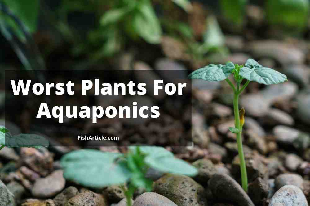 Worst Plants For Aquaponics