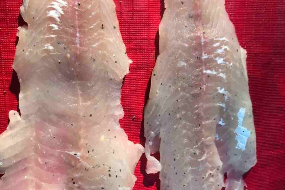 Black cyst or spot in fish muscle