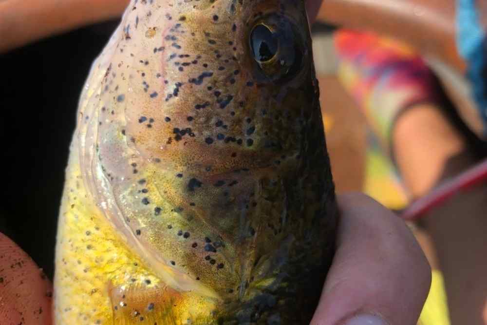 Black spot on fish mouth