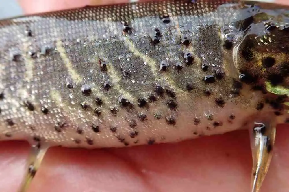 Black spot on fish