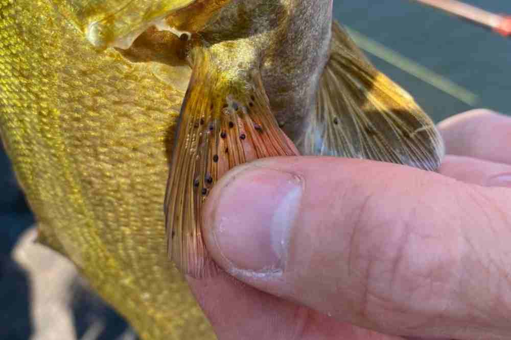 Black spot on pectoral fin of fish