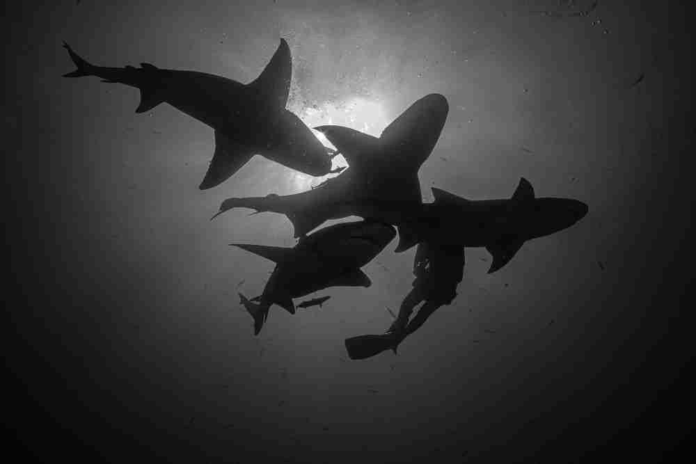 Do Sharks Migrate