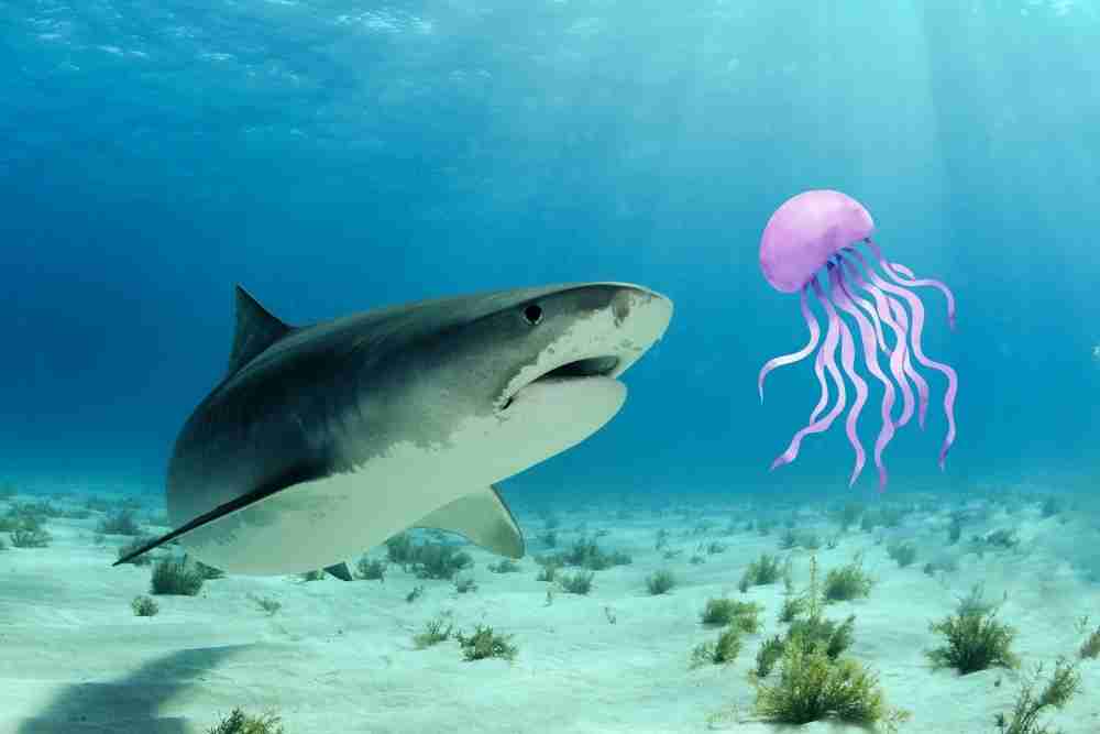 Do sharks eat jellyfish