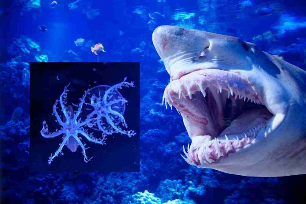 Do Sharks Eat Octopus? 1 Do sharks eat octopus